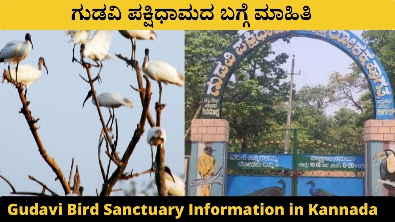 Gudavi Bird Sanctuary Information in Kannada