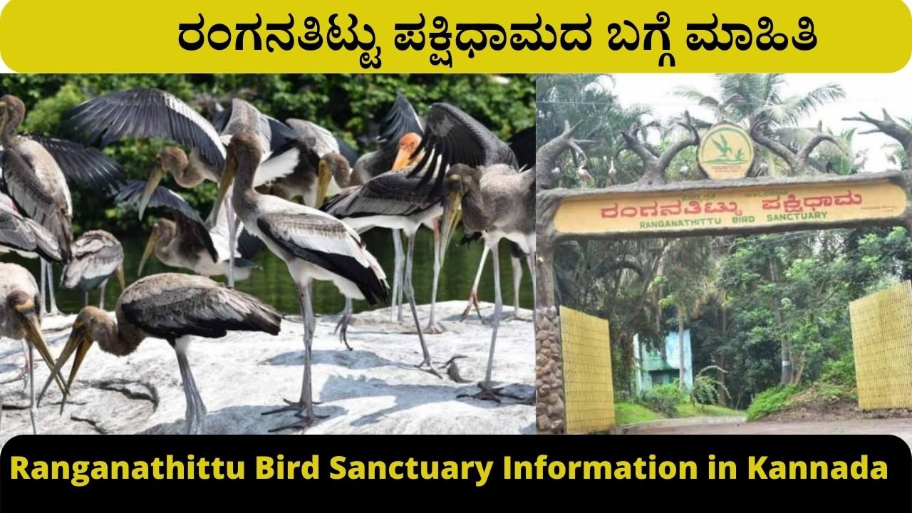 Ranganathittu Bird Sanctuary Information in Kannada